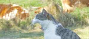 10 zanimivosti o živalih