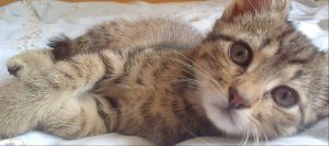 Majhna muca, ljubezen in srečen konec