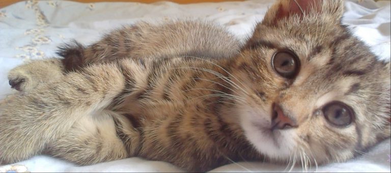 Majhna muca, ljubezen in srečen konec